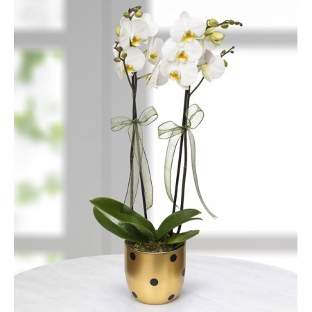 Puantiyeli Vazoda 2 Dal Beyaz Orkide Çiçeği 