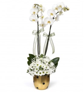 Puantiyeli Vazoda 2 Dal Beyaz Orkide Çiçeği ve Beyaz Papatya Aranjmanı
