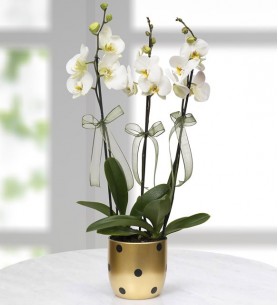 Puantiyeli Vazoda 3 Dal Beyaz Orkide Çiçeği