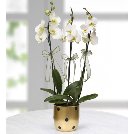 Puantiyeli Vazoda 3 Dal Beyaz Orkide Çiçeği