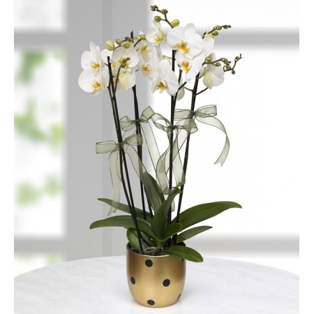 Puantiyeli Vazoda 4 Dal Beyaz Orkide Çiçeği