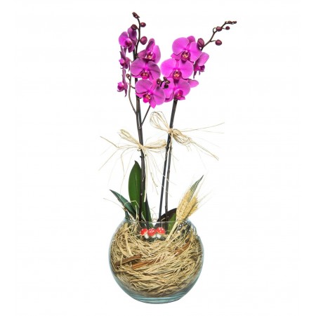 Cam Fanusta 2 dal Mor Orkide Çiçeği