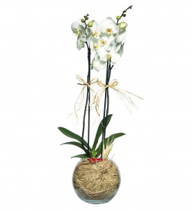 Cam Fanusta 2 li Beyaz Orkide Çiçeği